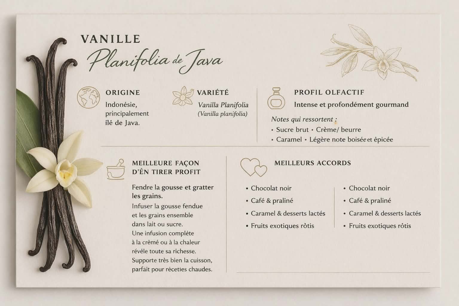 une gousse Vanille Planifolia origine Java ( 1 pièce ) – Image 4